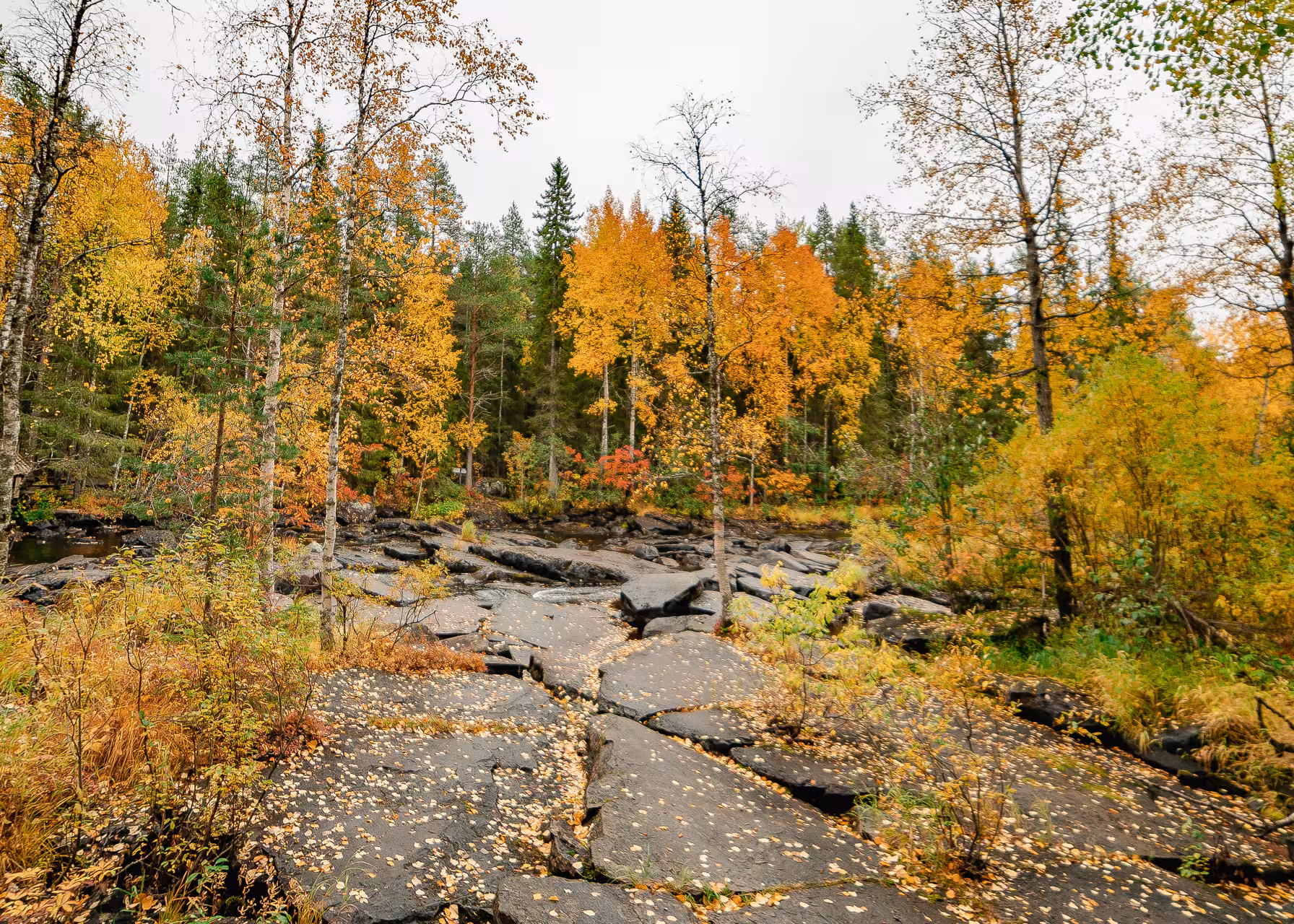 Autumn foliage and rocky terrain on Vaattunkiköngäs Trail in Arctic Circle, perfect for a scenic forest hike.