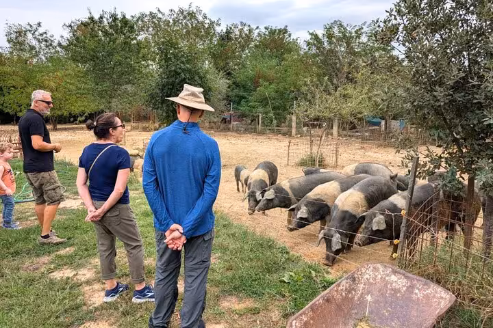 Visitors observing free-range pigs on a sustainable farm visit during the Val D'Orcia small group tour.