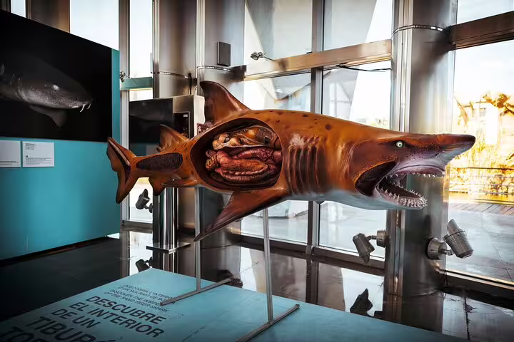 Interactive shark exhibit at Valencia's Oceanogràfic, showcasing marine life education on a private family tour experience.