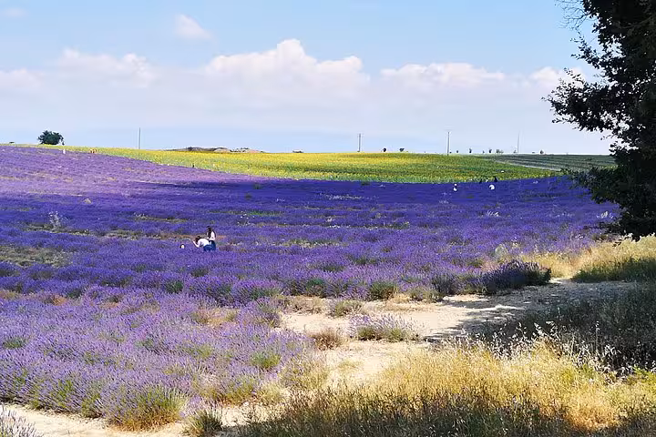 Valensole Plateau lavender fields in Provence on a private day trip from Marseille, summer bloom panorama