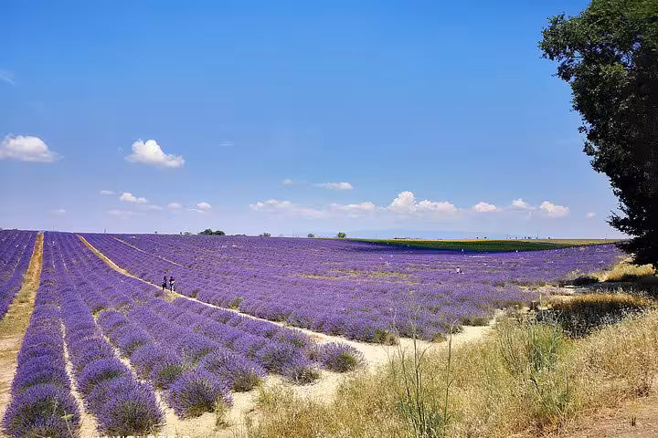 Wide Valensole lavender panorama with walking path, Provence private day trip from Marseille to Moustiers