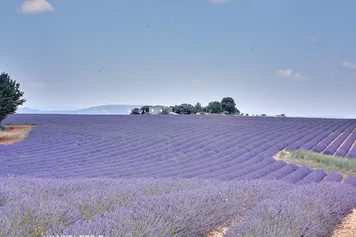 Endless rows of Valensole lavender in Provence on a private Marseille day tour, iconic summer landscape view