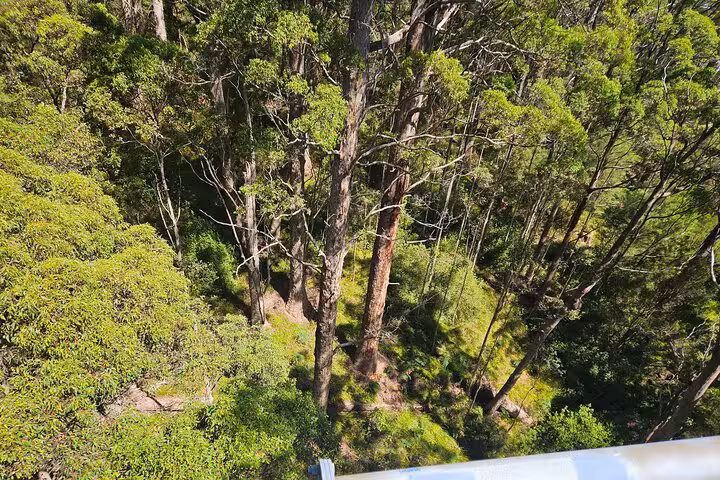 Aerial view of dense greenery and towering trees at Valley of the Giants, showcasing natural beauty and serenity.