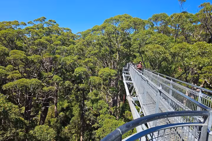 Visitor enjoying the scenic treetop walk at Valley of the Giants, surrounded by lush forest and clear blue skies.