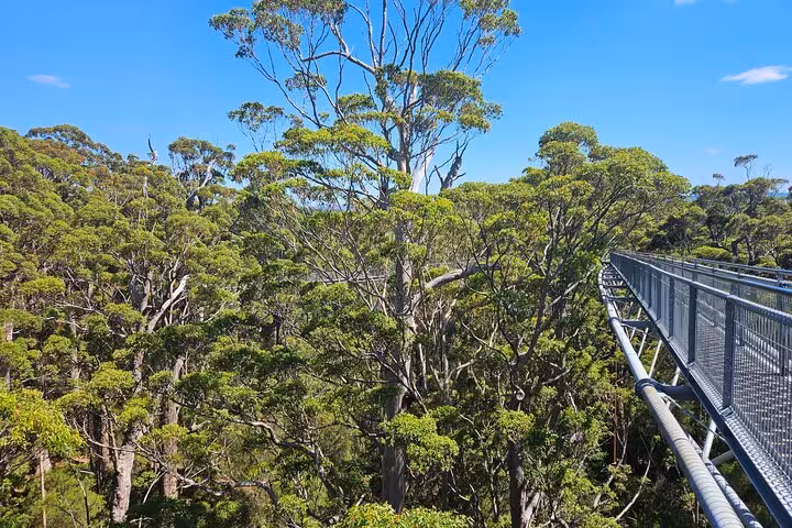 Elevated walkway through the towering treetops at Valley of the Giants, offering breathtaking views of lush forest.