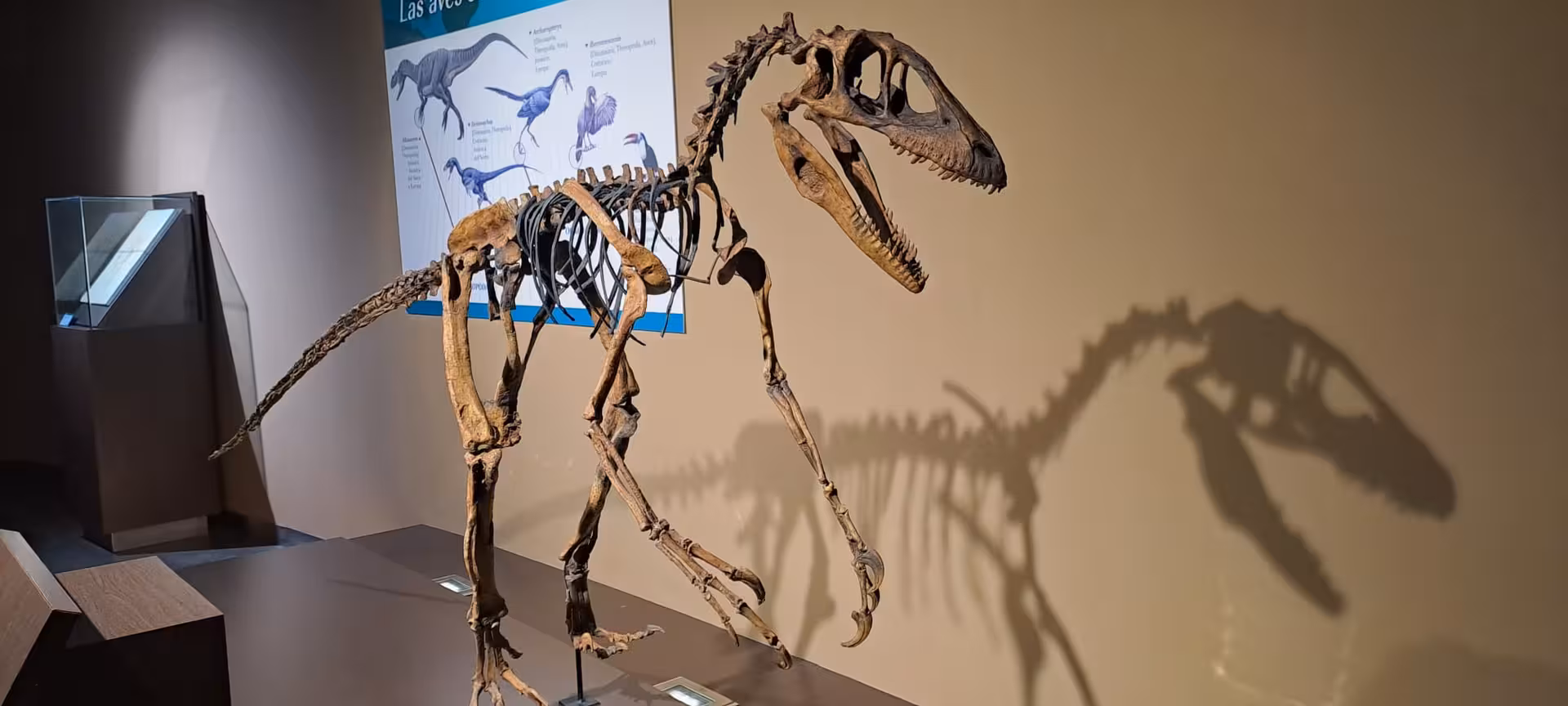 Velociraptor skeleton exhibit at Jurassic Museum of Asturias, showcasing dinosaur evolution near Oviedo.