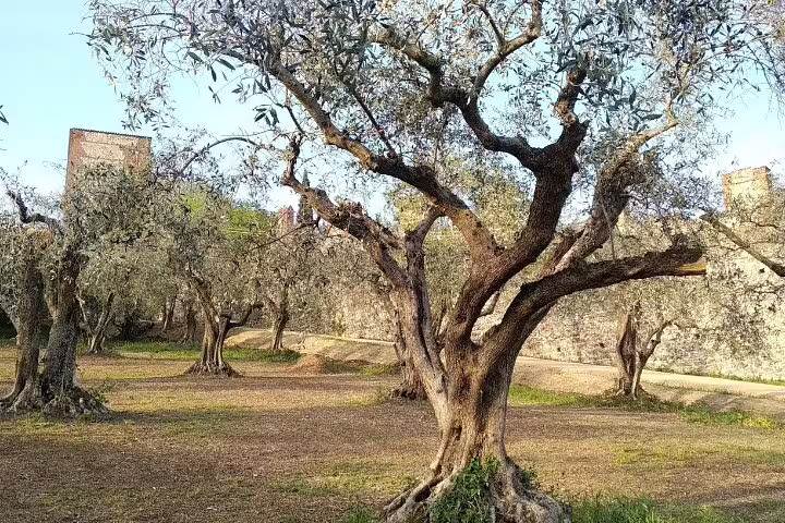 Ancient olive trees along Verona hillside path near historic stone walls on guided walking tour
