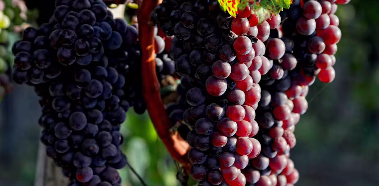 Ripe red and dark grapes hanging on the vine in a Vesuvius vineyard, ready for wine tasting during sunset dinner tour