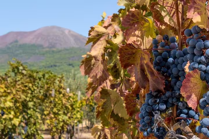 Close-up of ripe grapes with Mount Vesuvius in the background, showcasing the vineyard experience on the Vesuvius tour.