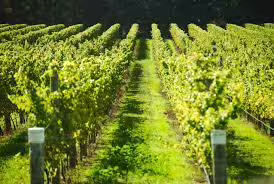 Sunlit rows of grapevines in a Vesuvius hillside vineyard, perfect setting for Campania wine tasting experiences