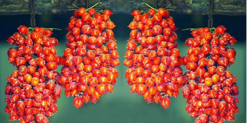 Traditional bunches of sun-ripened red grapes hang to dry for Vesuvian wine production on the fertile slopes of Mount Vesuvius