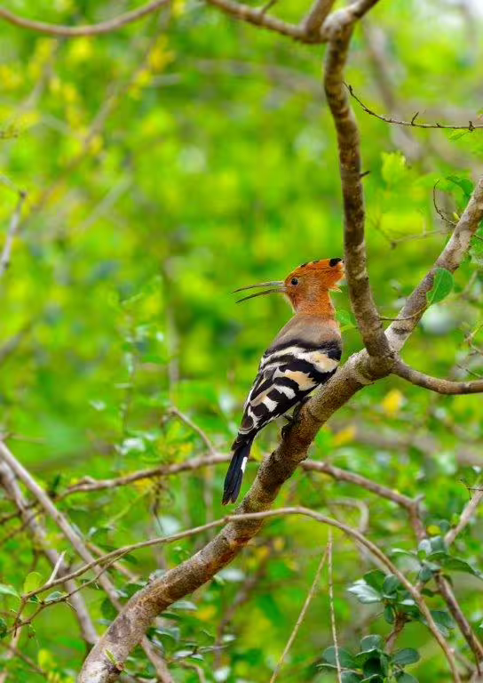 Vibrant hoopoe bird perched on a branch in lush Sri Lankan greenery, perfect for wildlife photography enthusiasts.