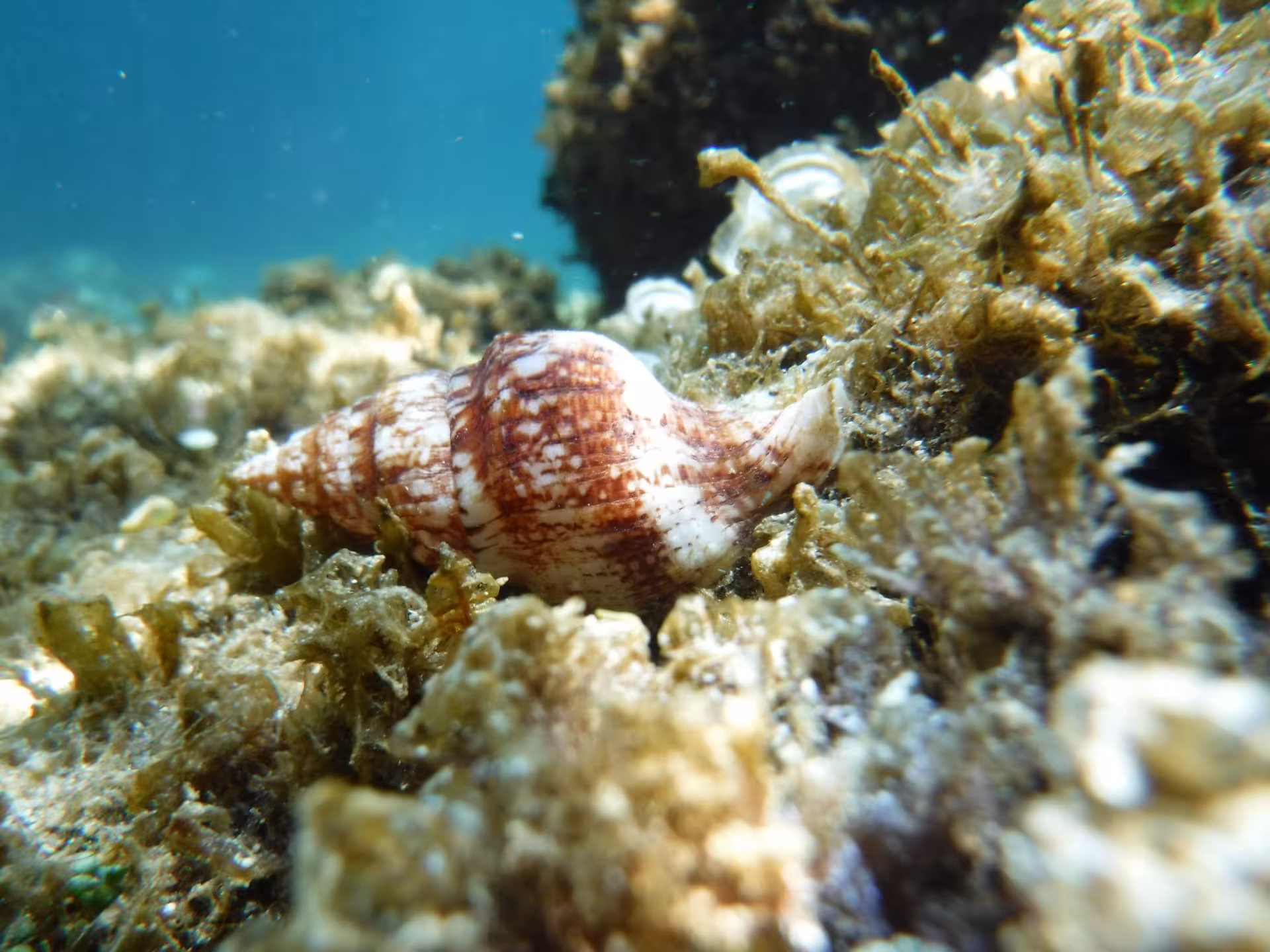 Close-up of a vibrant seashell nestled among seaweed in the Bay of Balai, Porto Torres.