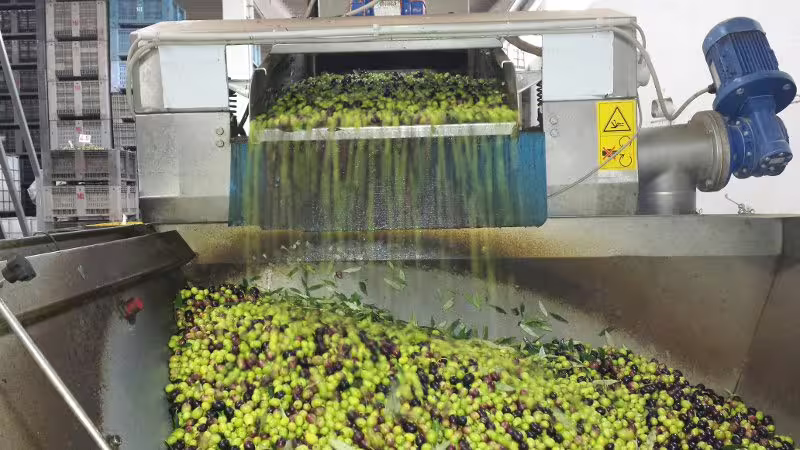 Olives being washed and sorted in Villa Castelli frantoio, a key stop on the walking tour and tasting
