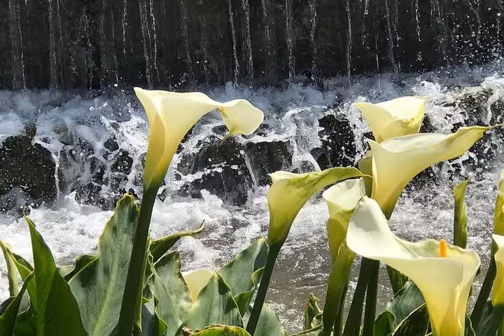 Calla lilies by cascading fountain at Villa d’Este Tivoli, a highlight of the full-day tour from Rome