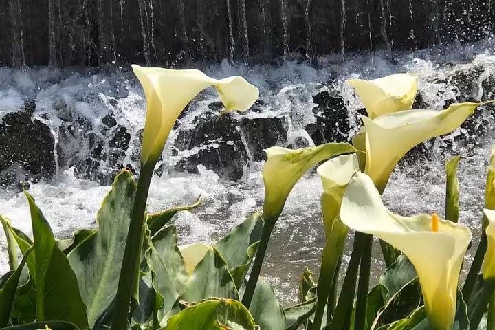 White calla lilies by cascading water at Villa d’Este gardens, Tivoli day trip from Rome