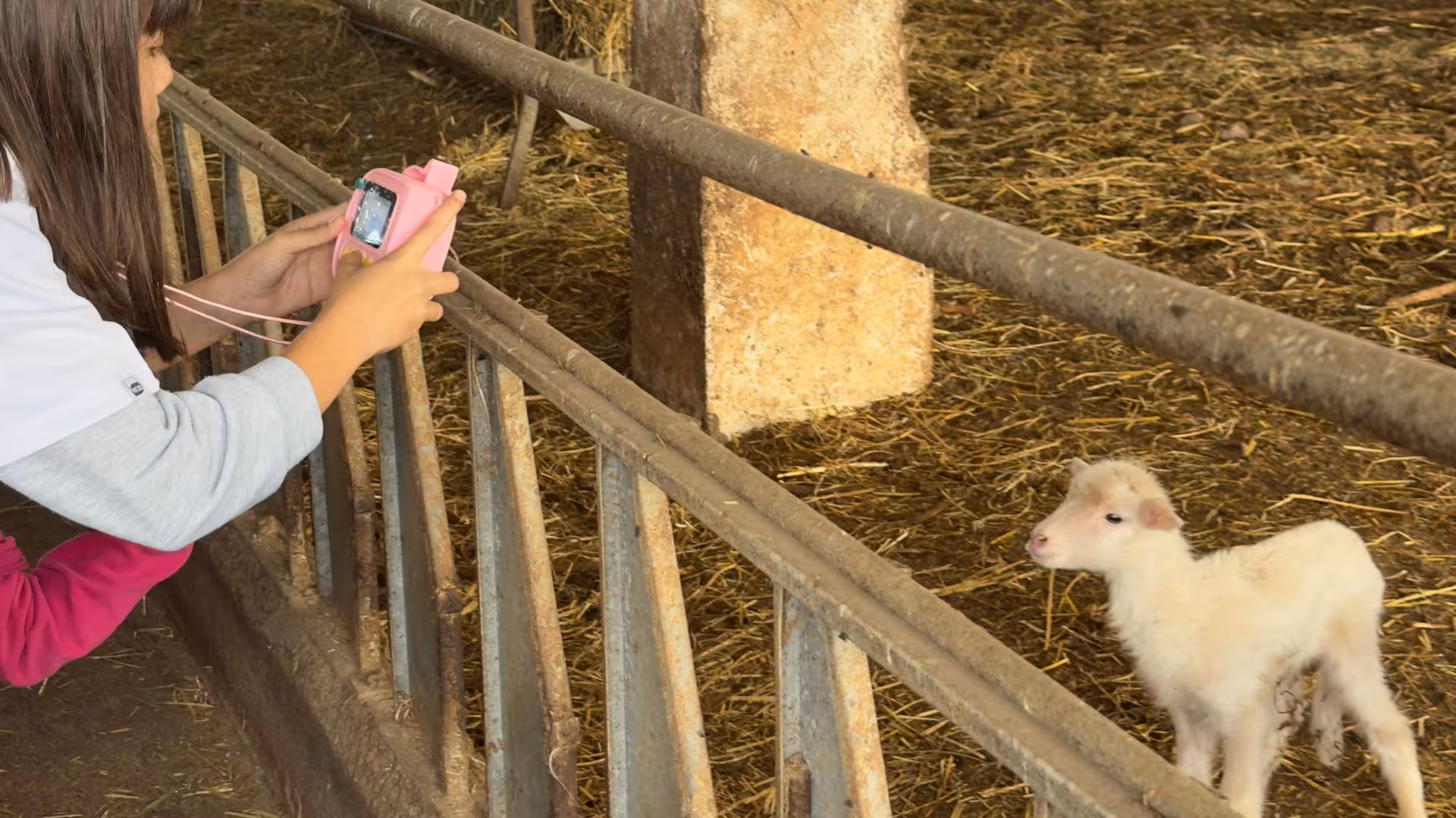 Visitor photographing a lamb at Villanova Monteleone dairy farm, capturing moments of cheese-tasting tour.