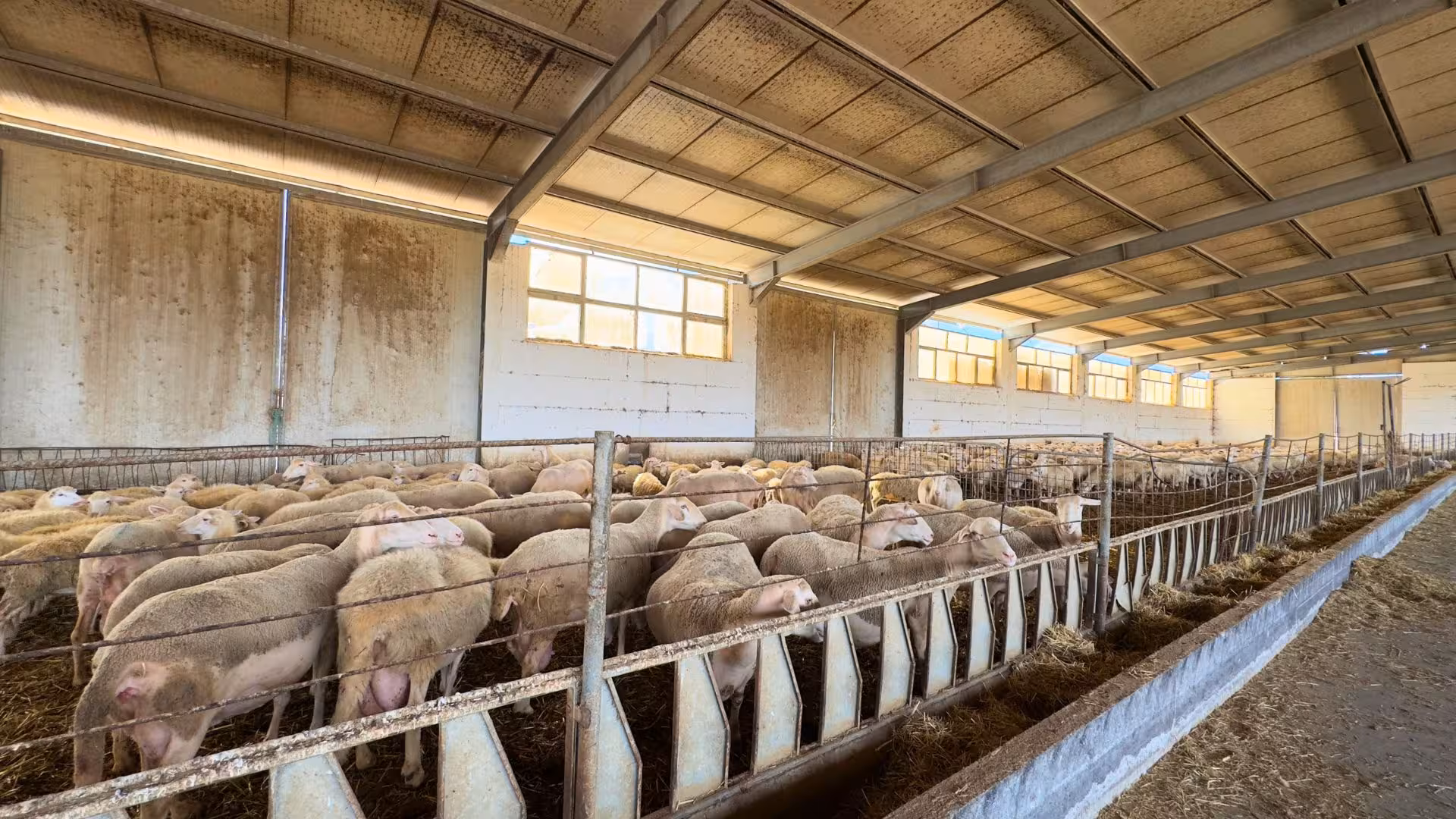 Interior of a bustling barn with sheep feeding at Villanova Monteleone dairy farm, highlighting authentic farm life.