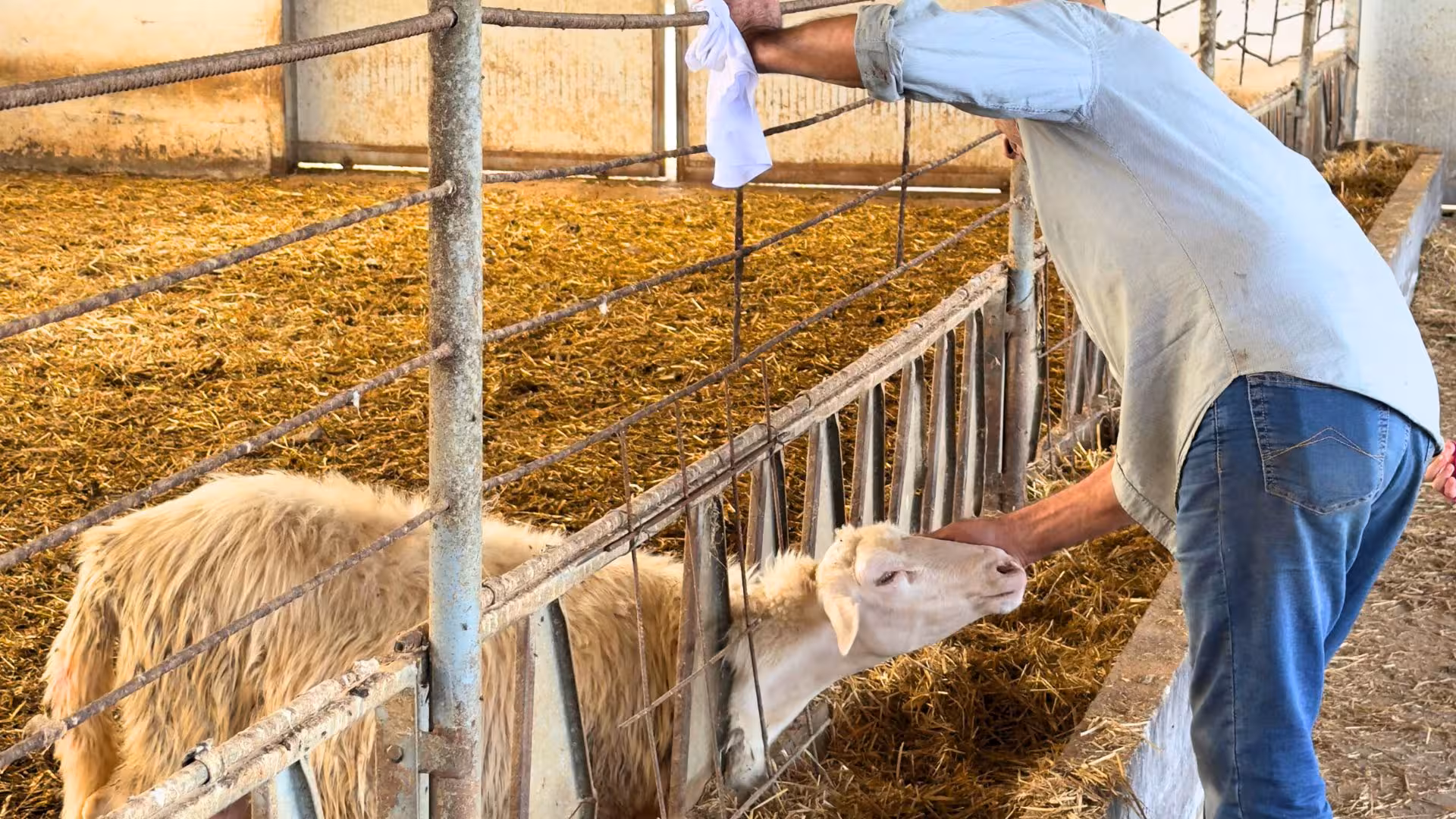Farmer tends to sheep in a cozy barn at Villanova Monteleone, showcasing authentic dairy farm experiences.