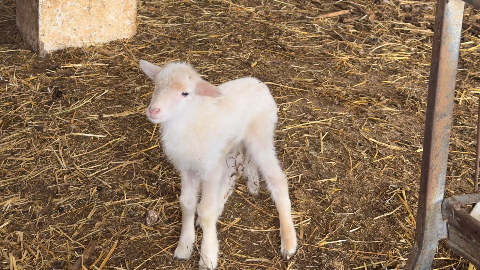 Adorable lamb standing in a barn at Villanova Monteleone dairy farm, highlighting the cheese tasting experience.