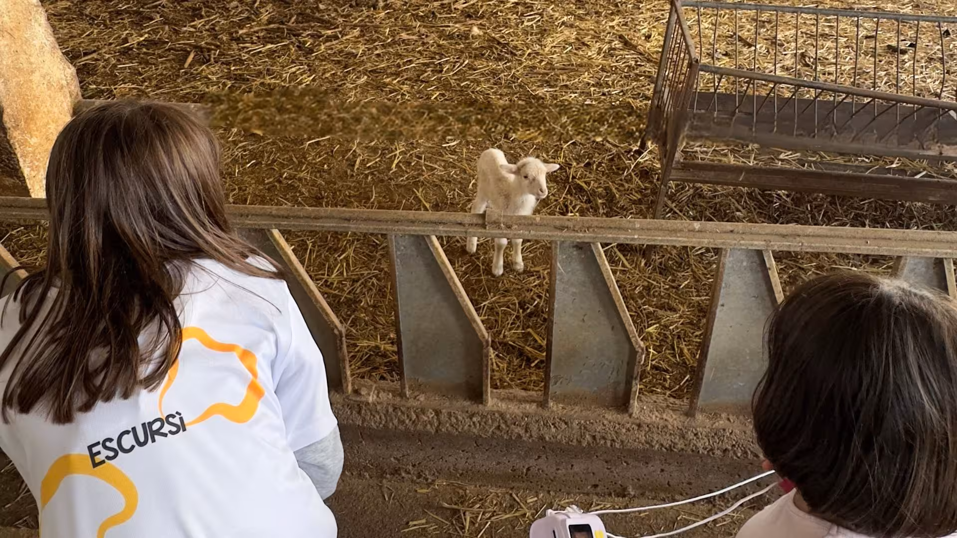 Visitors observing a curious lamb in a barn at Villanova Monteleone dairy farm, perfect for family-friendly tours.