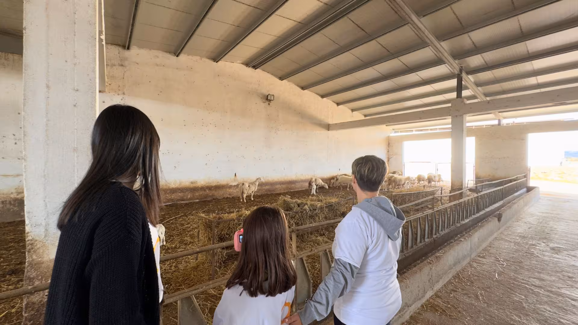 Group exploring a sheep barn at Villanova Monteleone dairy farm, part of an interactive cheese-tasting experience.