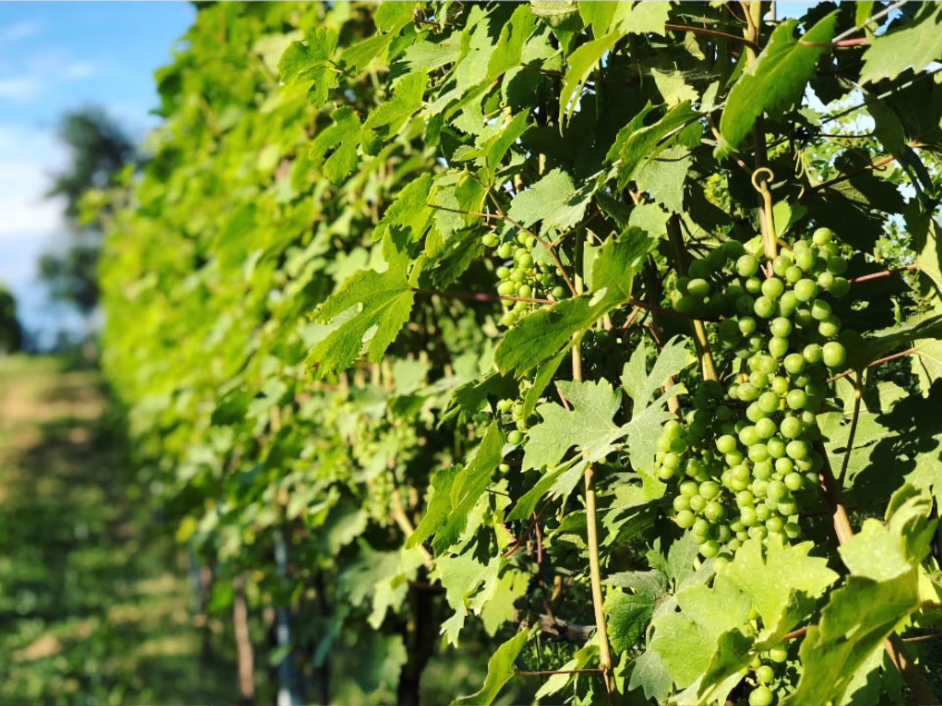 Lush vineyard with green grape clusters near Turin, ideal for a scenic winery visit and tasting tour.