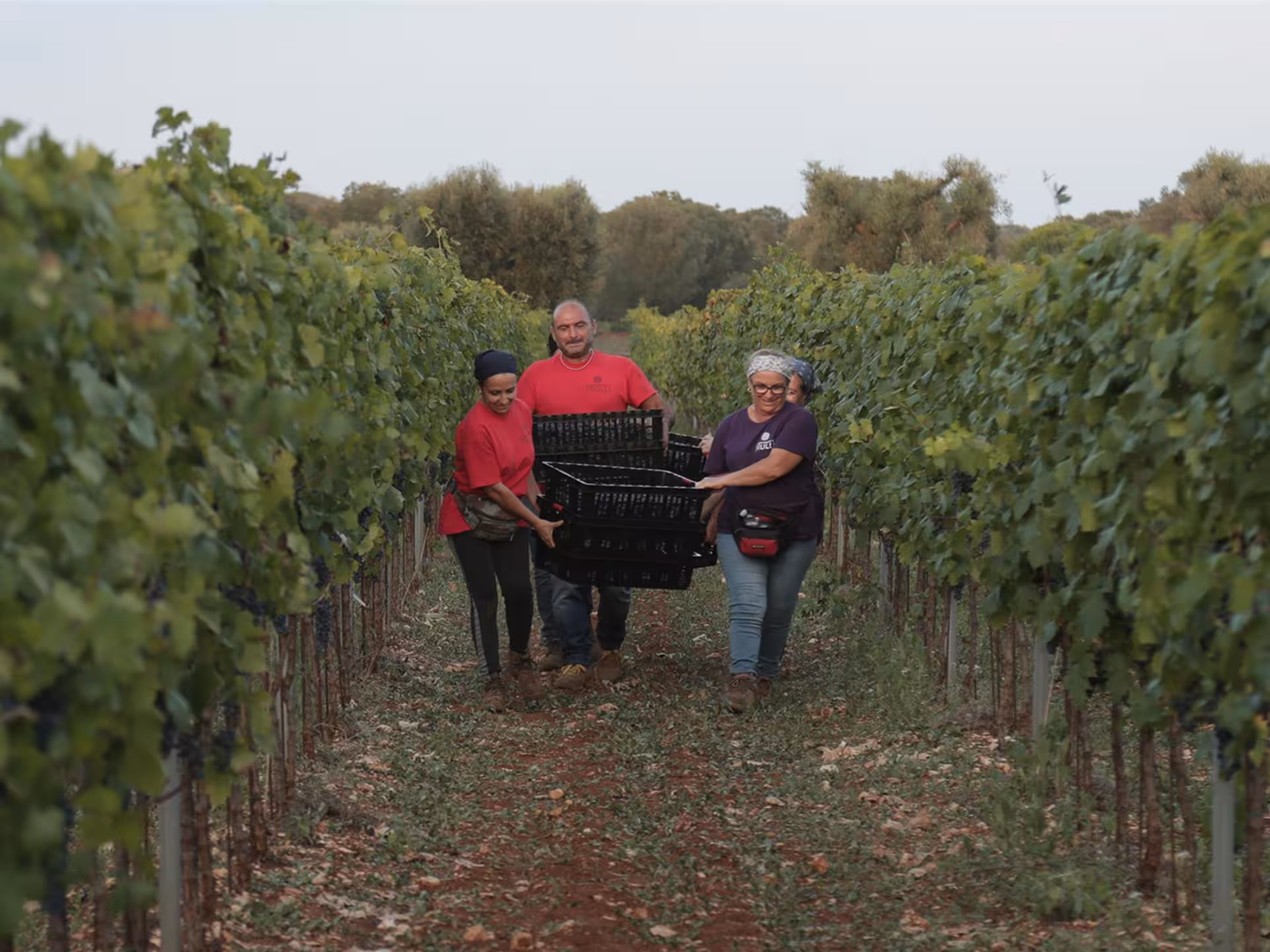 Winery workers harvesting grapes at a picturesque Masseria vineyard near Taranto, perfect for wine tasting tours.