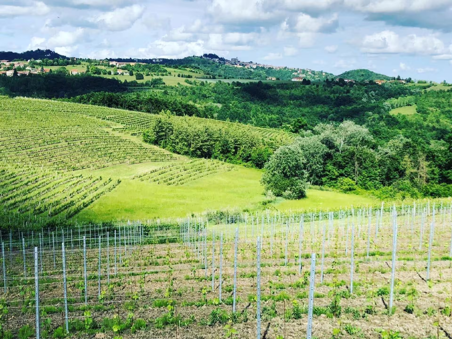 Scenic vineyard landscape near Asti and Turin showcasing lush rolling hills under a bright sky.
