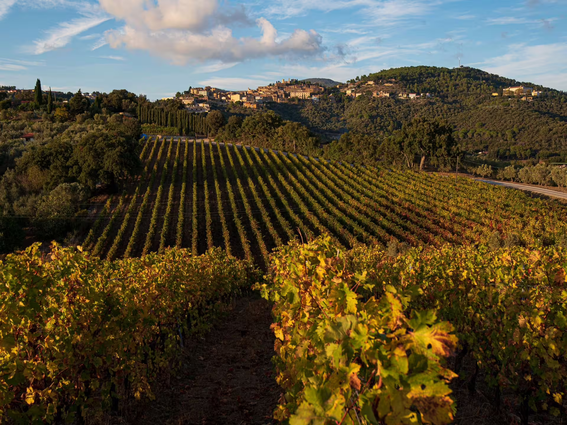 Scenic vineyard landscape with rolling hills near Livorno, perfect for wine tasting tours.