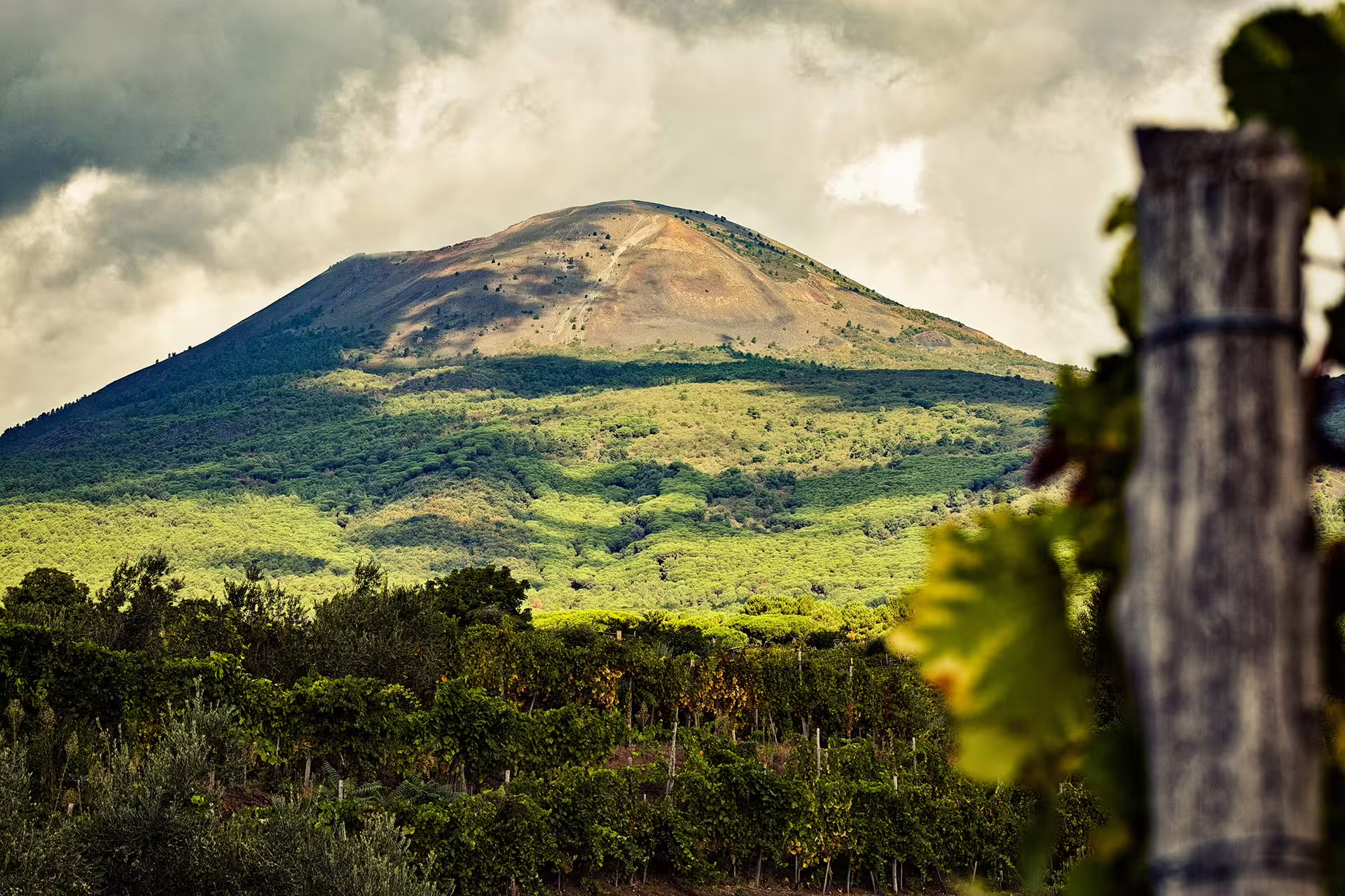 Lush vineyard and forested slopes lead up to Mount Vesuvius, showcasing the volcanic landscape of the educational farm tour