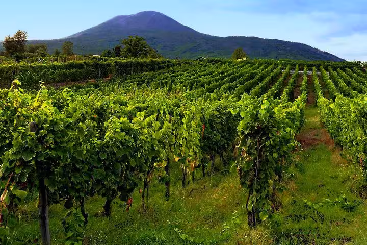 Lush vineyard with Mount Vesuvius in the background, ideal for a wine-tasting tour near Pompeii and Sorrento.