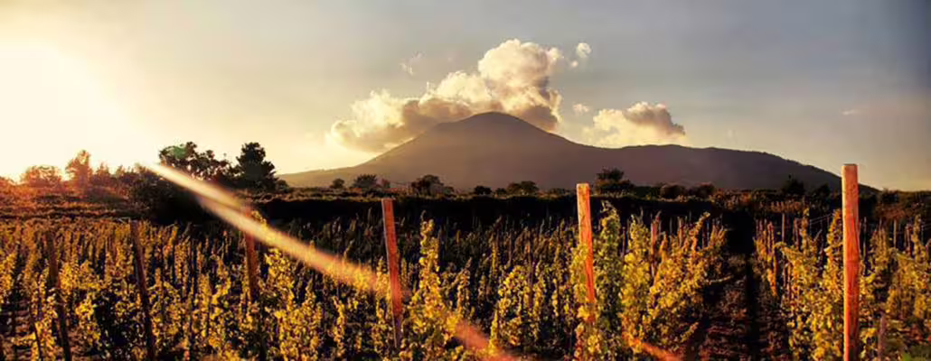 Golden sunset over lush vineyard rows with distant mountain backdrop, ideal setting for romantic dinner in the vines