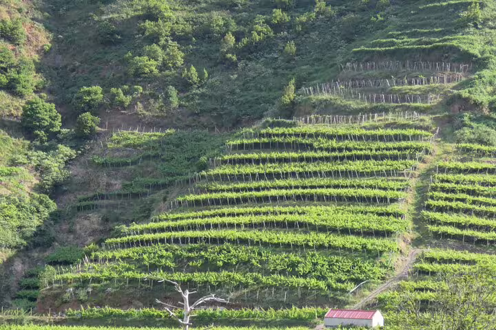 Lush green vineyard terraces on a hillside, perfect for a 4x4 wine tour adventure and scenic skywalk experience.