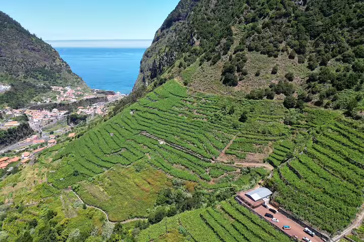 Aerial view of lush vineyard terraces leading to the ocean, highlighting the Wine Flavours & tasting experience.