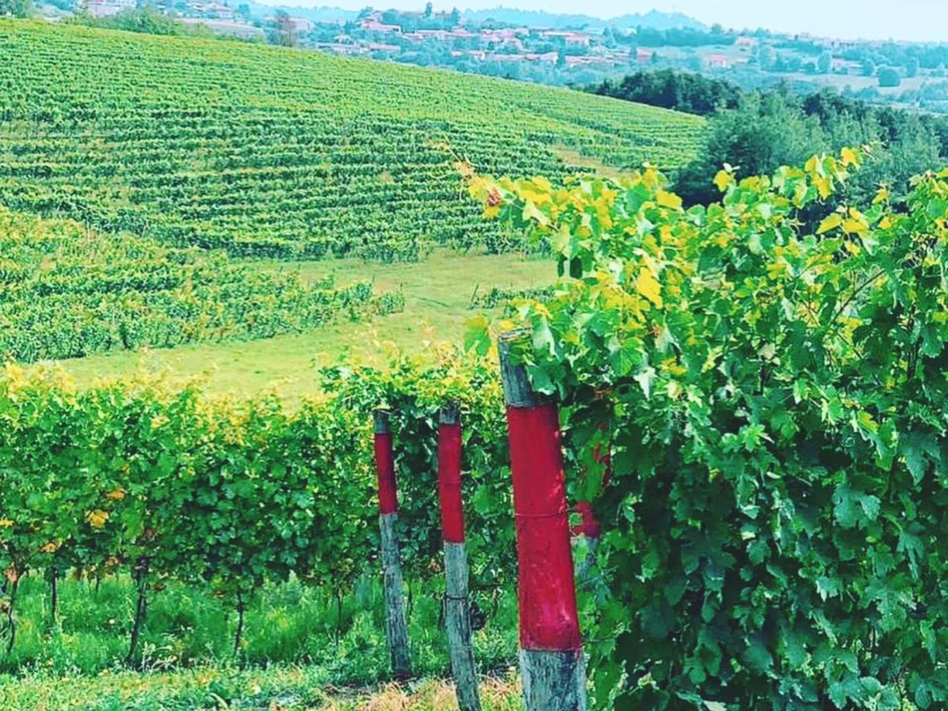 Vibrant green vineyard rows near Asti and Turin, perfect for a wine tasting experience.