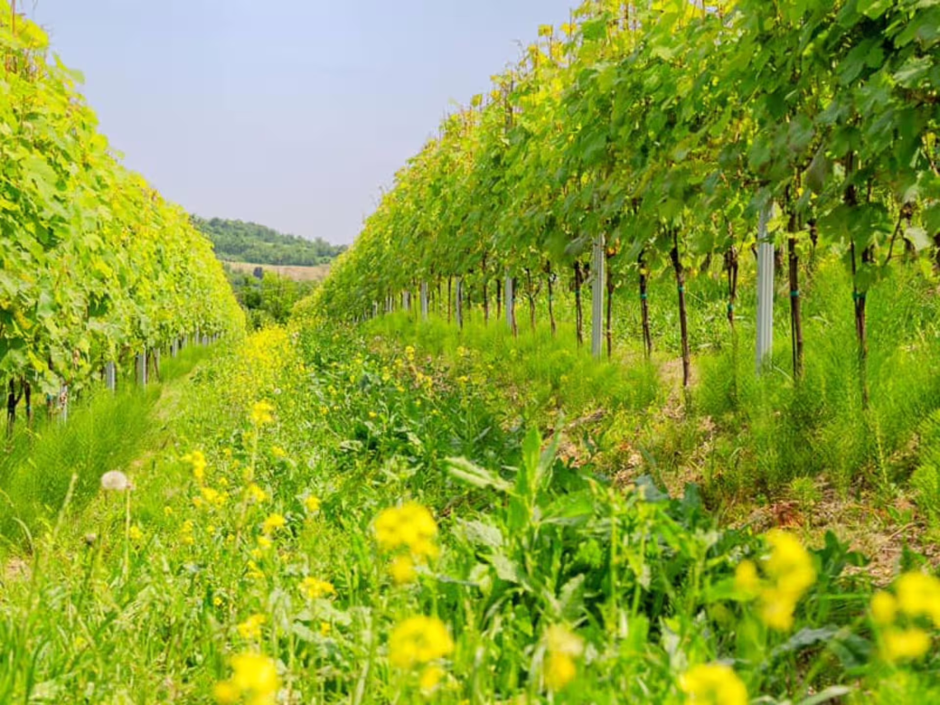 Lush vineyard rows with vibrant green grapevines and yellow wildflowers near Asti and Turin, perfect for wine tours.