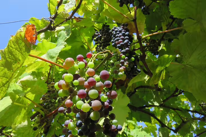 Lush vineyard with ripe grape clusters under a bright blue sky, perfect for a 4x4 wine tour adventure and skywalk experience.