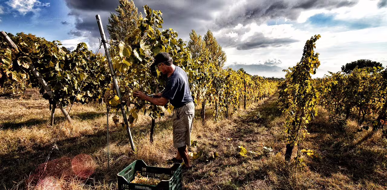 Vineyard worker tending grapevines on the slopes of Mount Vesuvius under dramatic sunset clouds near Naples, Italy
