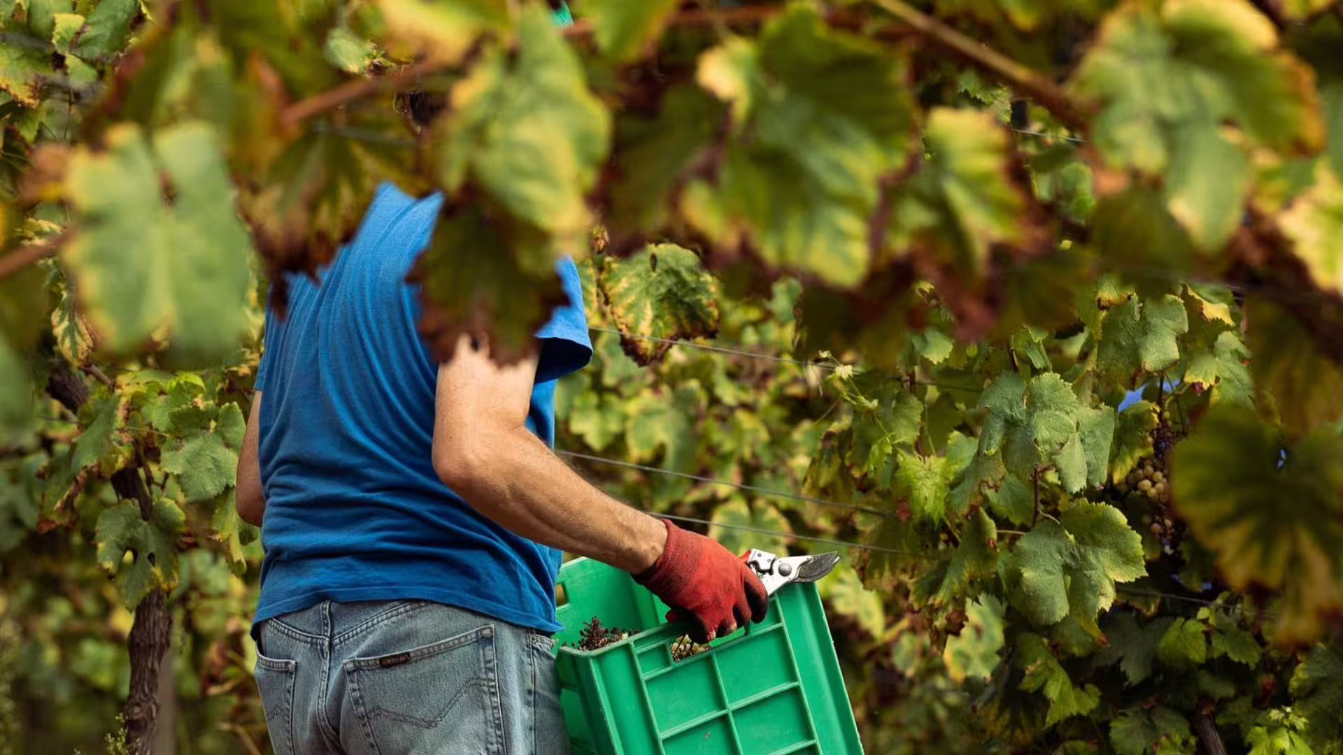 Image of collecting grapes on a farm