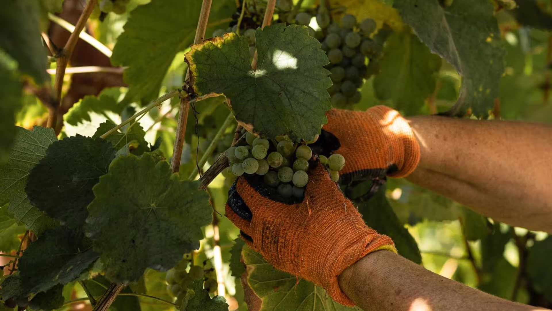 Image of a labourer picking grapes from a vine