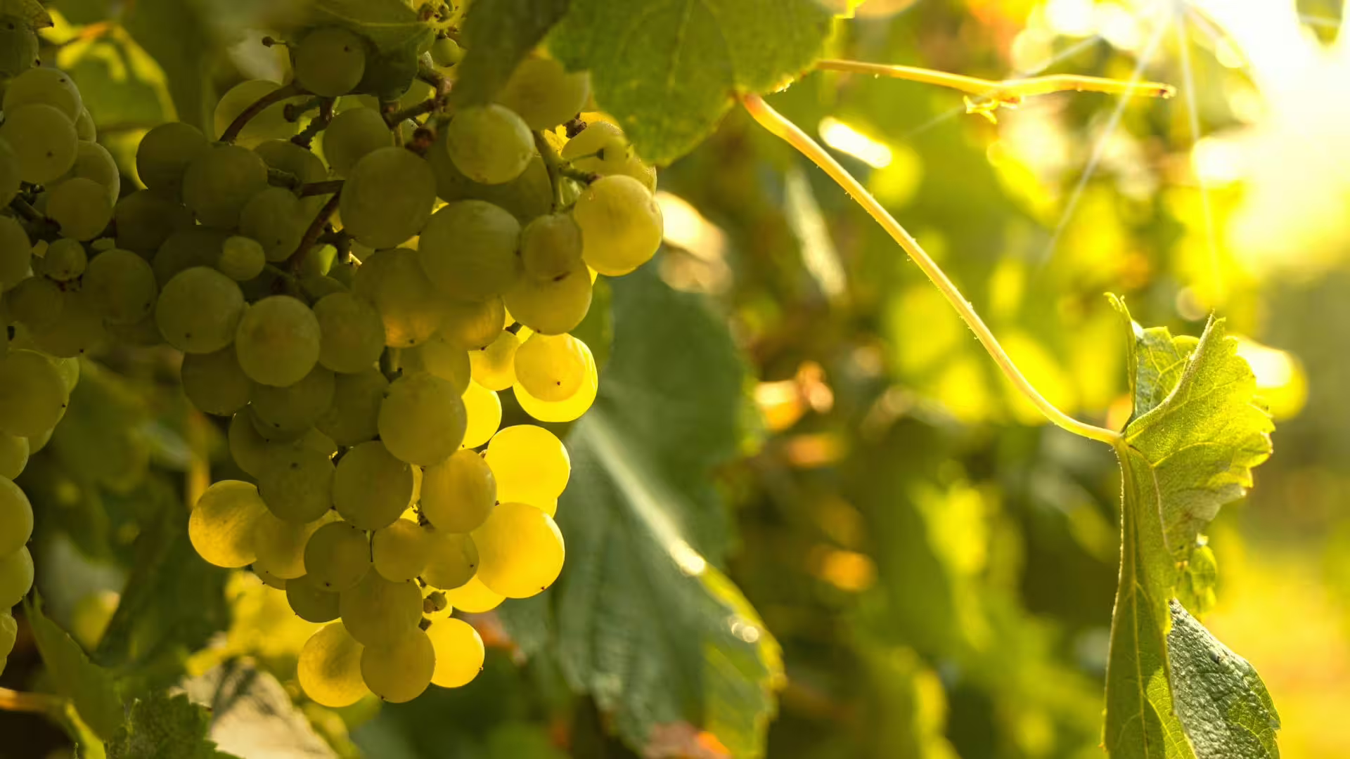 Image of grapes from the vinho verde region