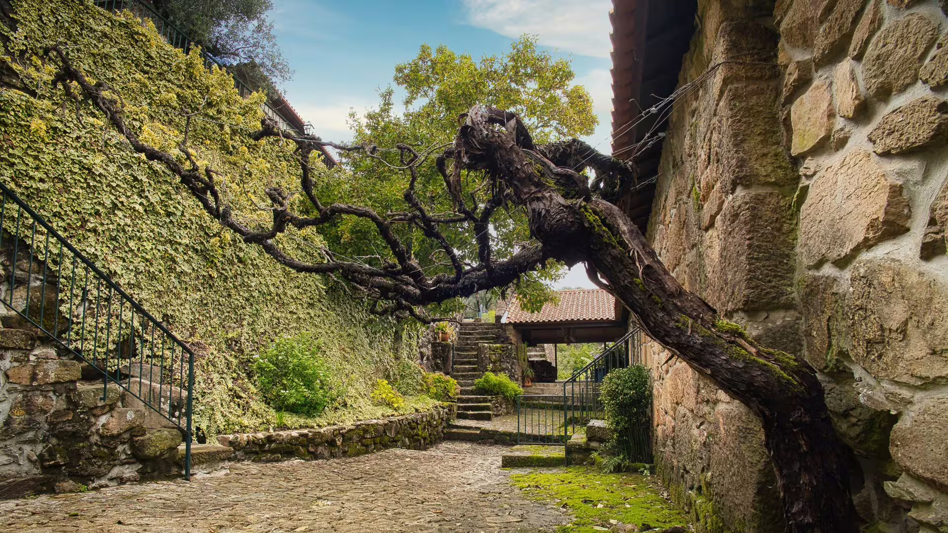 Image of the entrance to a rustic vineyard in the vinho verde region