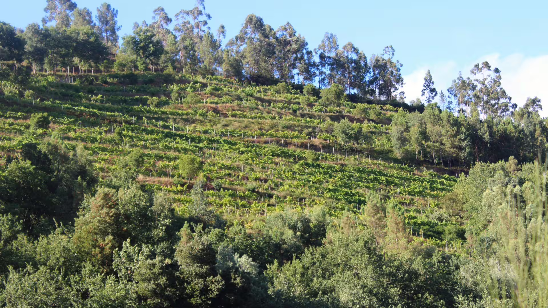 Image of a hill with Vinho Verde vines