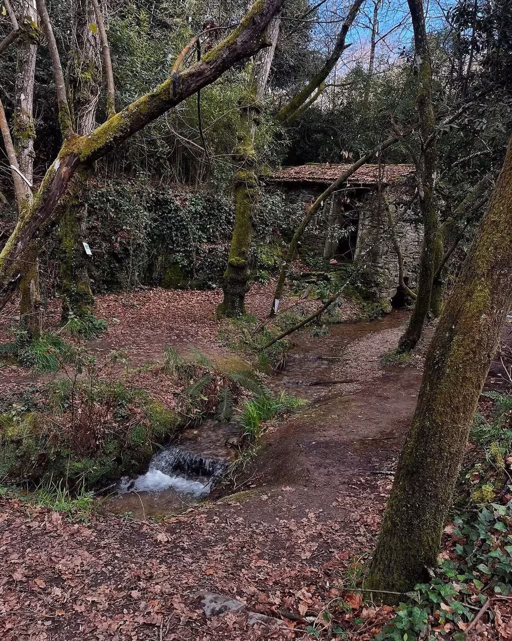 Woodland stream and mossy stone mill ruins on the nature hike route of the vintage jeep tour and yoga class