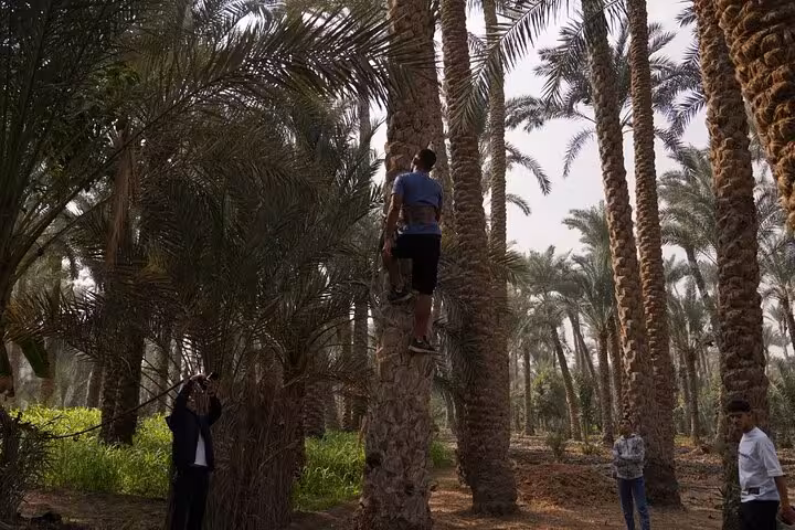 Visitor climbs a date palm in Dahshur countryside during a day like a farmer tour with local guides