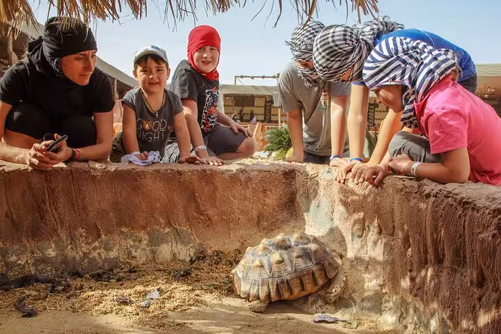 Guests watch a desert tortoise at a Bedouin camp stop on Viva Safari Quad, Spider Car, dinner and show