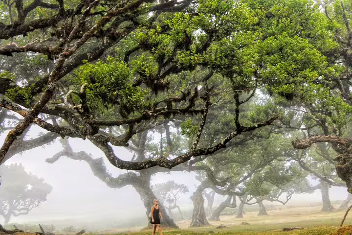 Traveler exploring a misty, ancient forest with twisted trees on the West volcanic pools & UNESCO 4x4 tour.