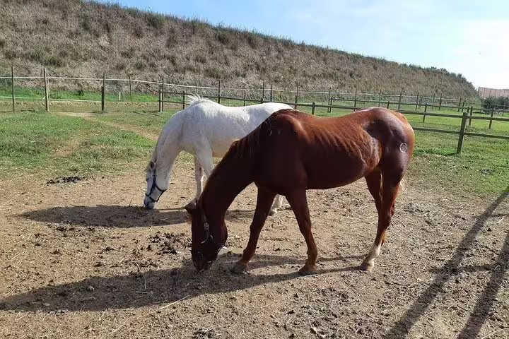 Two horses grazing in a sunny Tuscan paddock, a peaceful countryside stop on the private Volterra and San Gimignano tour