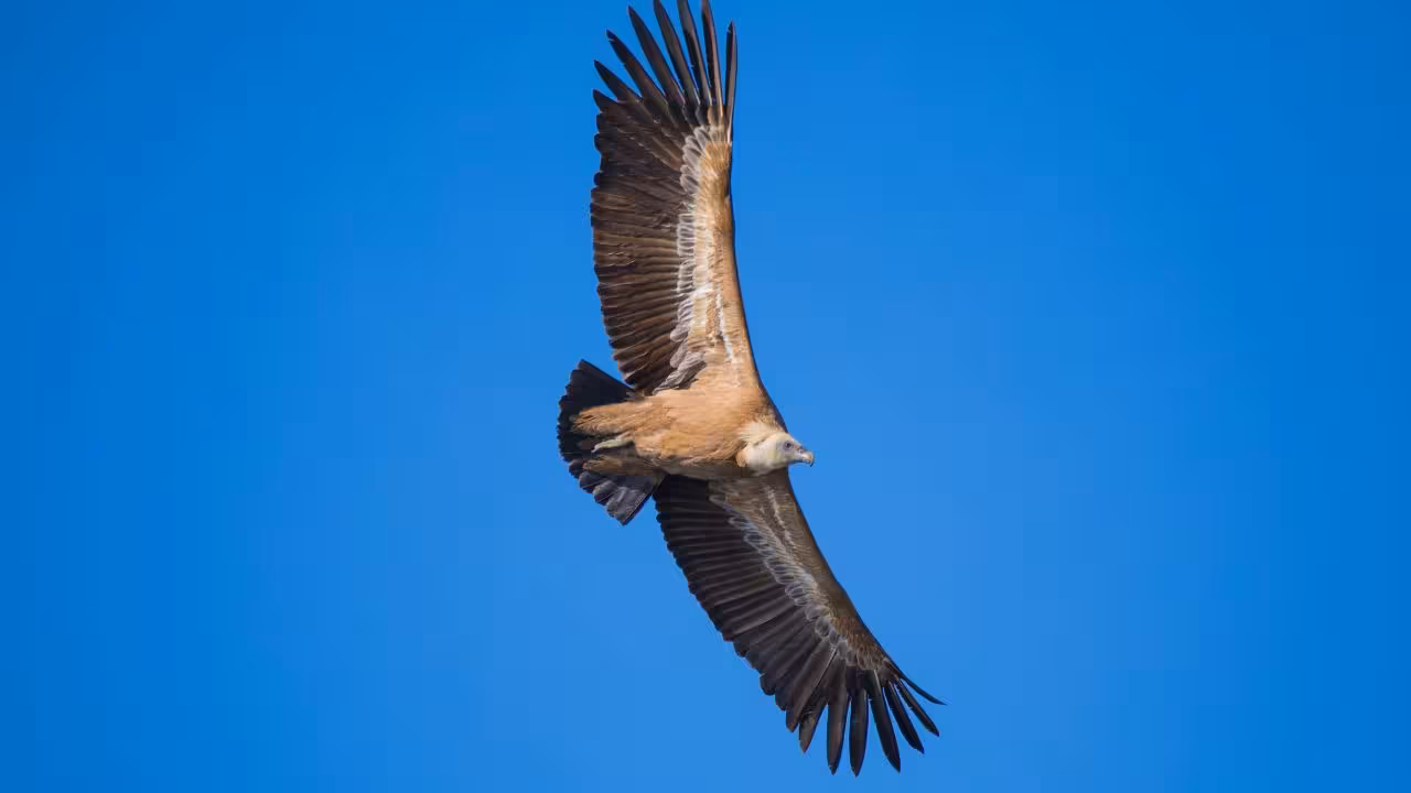 Majestic vulture soaring against clear blue skies in Capo Marrargiu, ideal for wildlife enthusiasts visiting Bosa.